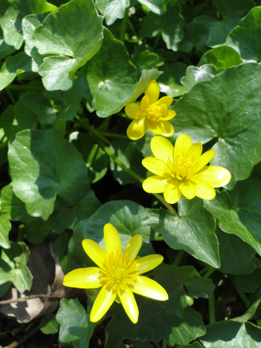 Lesser Celandine