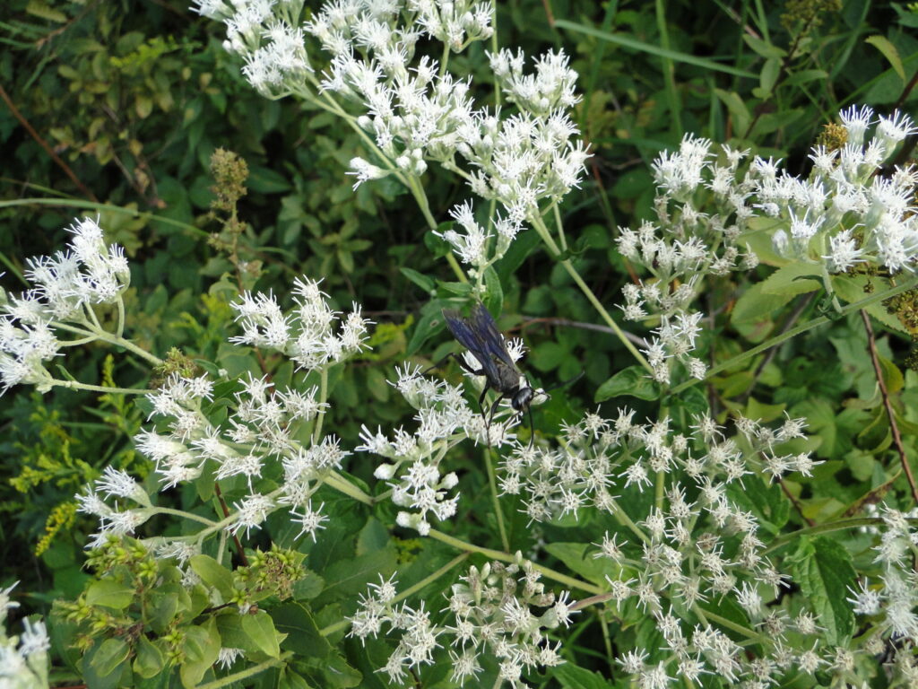 Upland boneset flower 