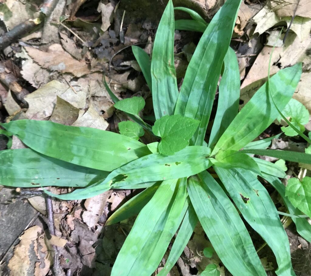 carex platyphylla