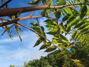 Ailanthus foliage