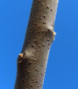 Staghorn sumac has a narrow bud scar encircling the bud