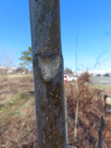 Ailanthus bud scar