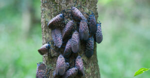 Cluster of spotted lanternfly nymphs