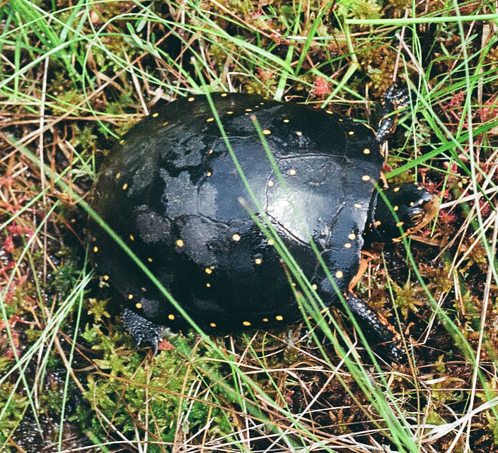 Spotted Turtle